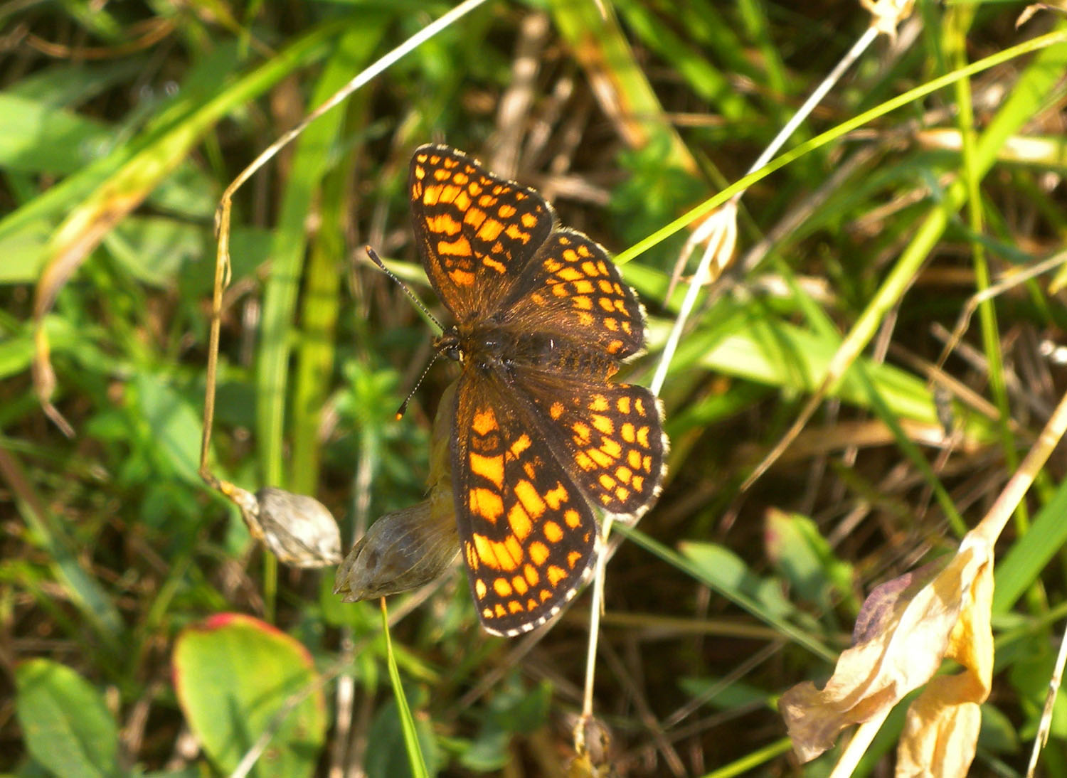 Melitaea ?